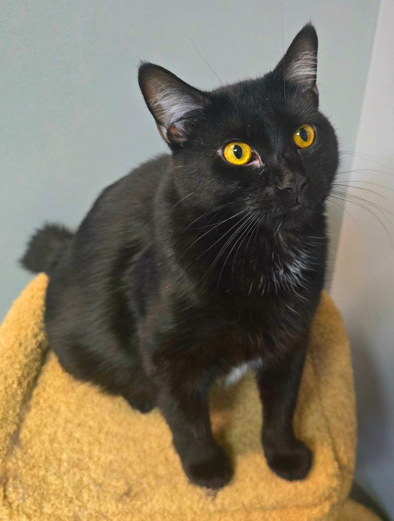 Mollie, Adoptable, Young Female Domestic Short Hair.