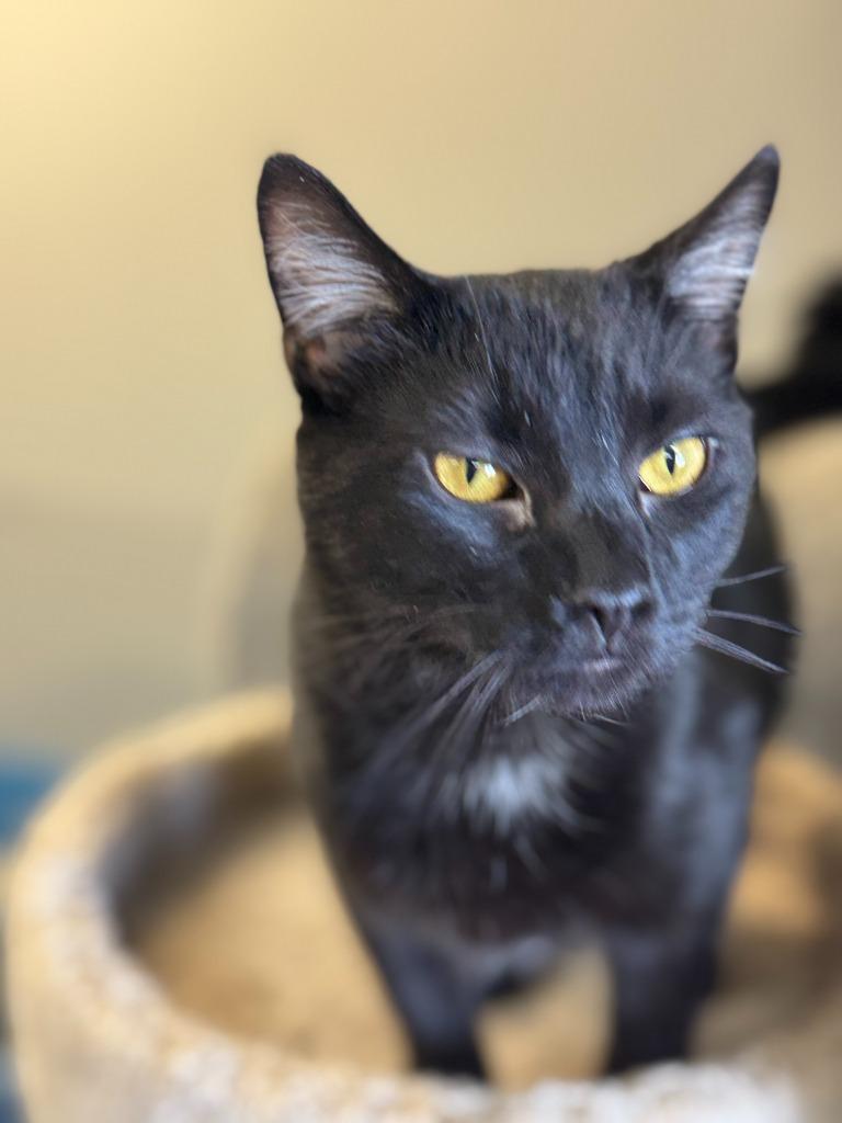 Enlarge Mollie, a Adoptable mixed breed in Algona, IA image 2/5