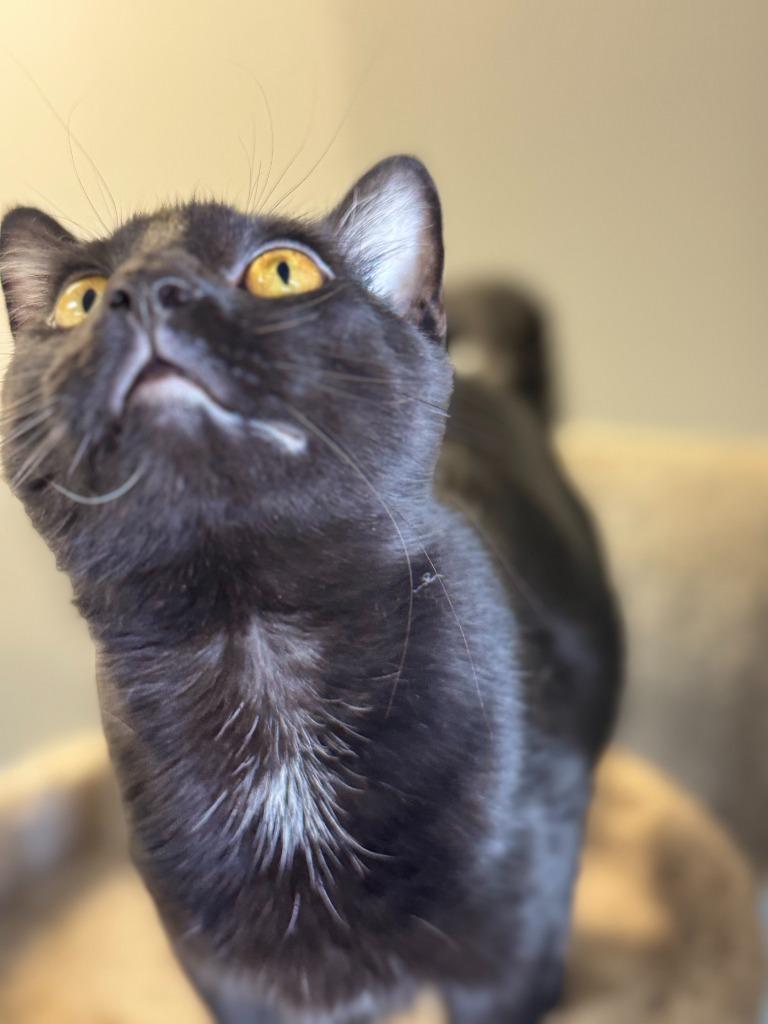 Enlarge Mollie, a Adoptable mixed breed in Algona, IA image 3/5