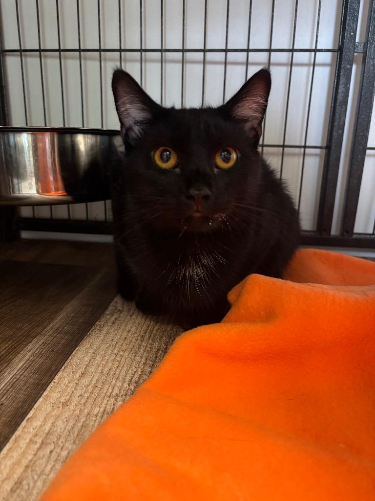 Enlarge Mollie, a Adoptable mixed breed in Algona, IA image 5/5