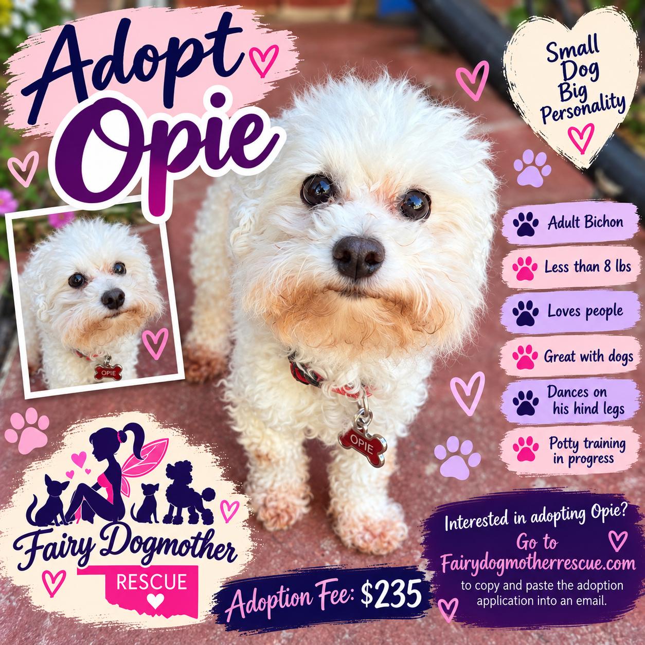 Opie, Adoptable, Adult Female Bichon Frise.