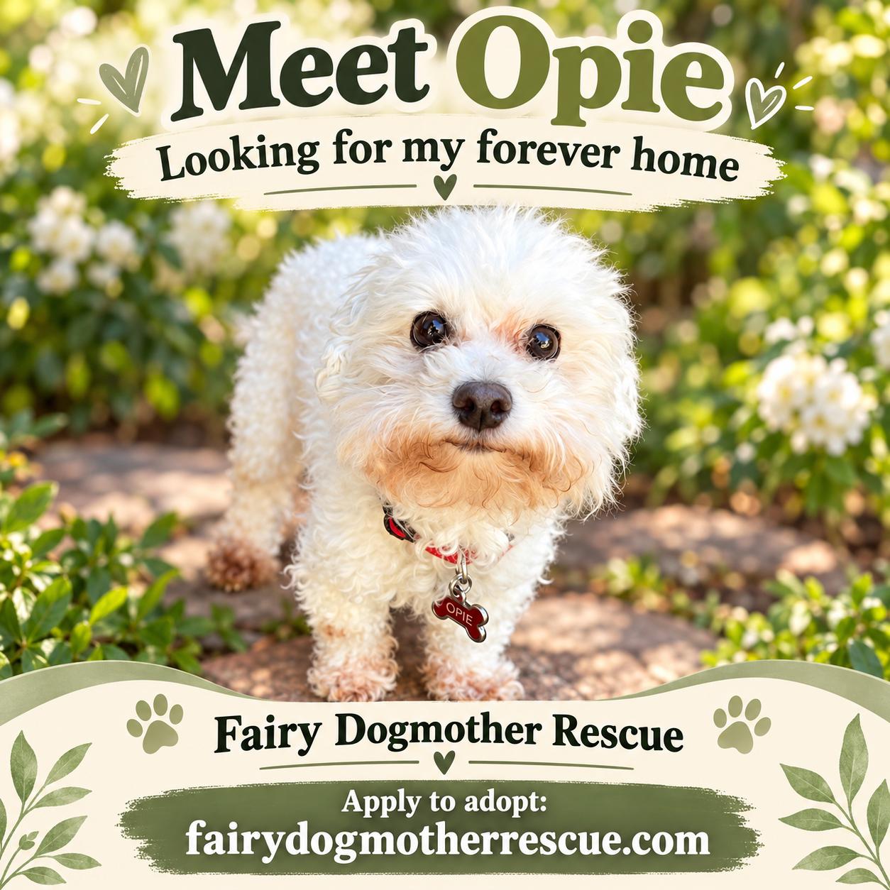Enlarge Opie, a Adoptable Bichon Frise in Yukon, OK image 2/2