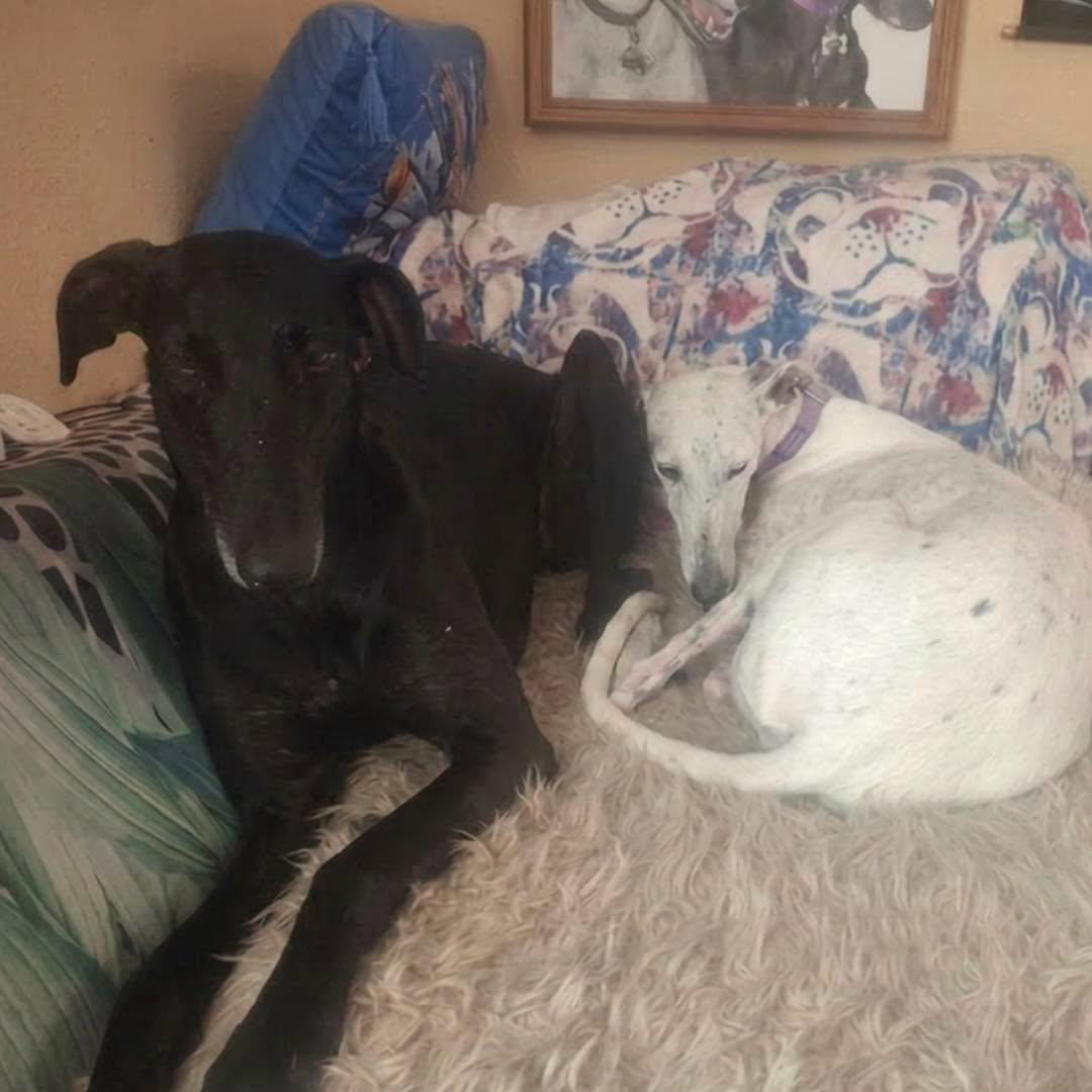 Ari, ADOPTABLE, Young Male Galgo Spanish Greyhound.