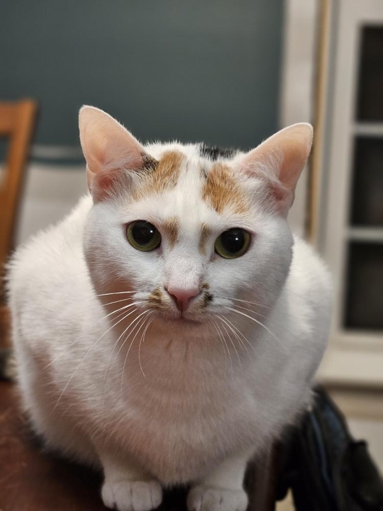 Enlarge Trefoil, a Adoptable mixed breed in Greensboro, NC image 2/2