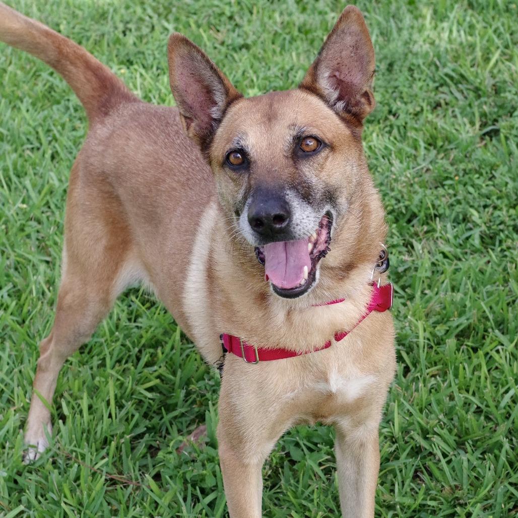 Enlarge Cati, a Adoptable mixed breed in Miami, FL image 1/6
