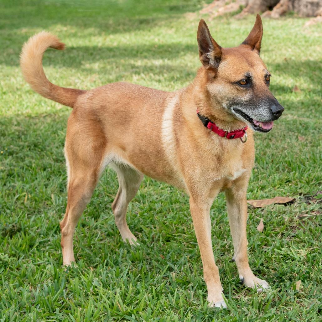 Enlarge Cati, a Adoptable mixed breed in Miami, FL image 2/6