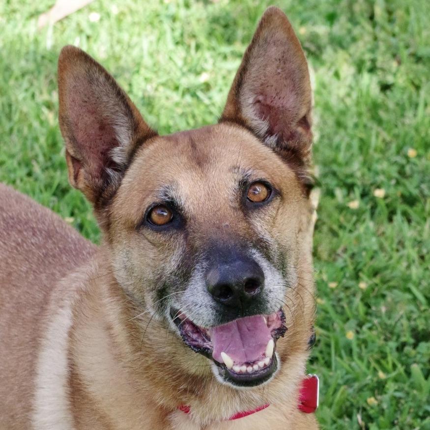 Enlarge Cati, a Adoptable mixed breed in Miami, FL image 2/6