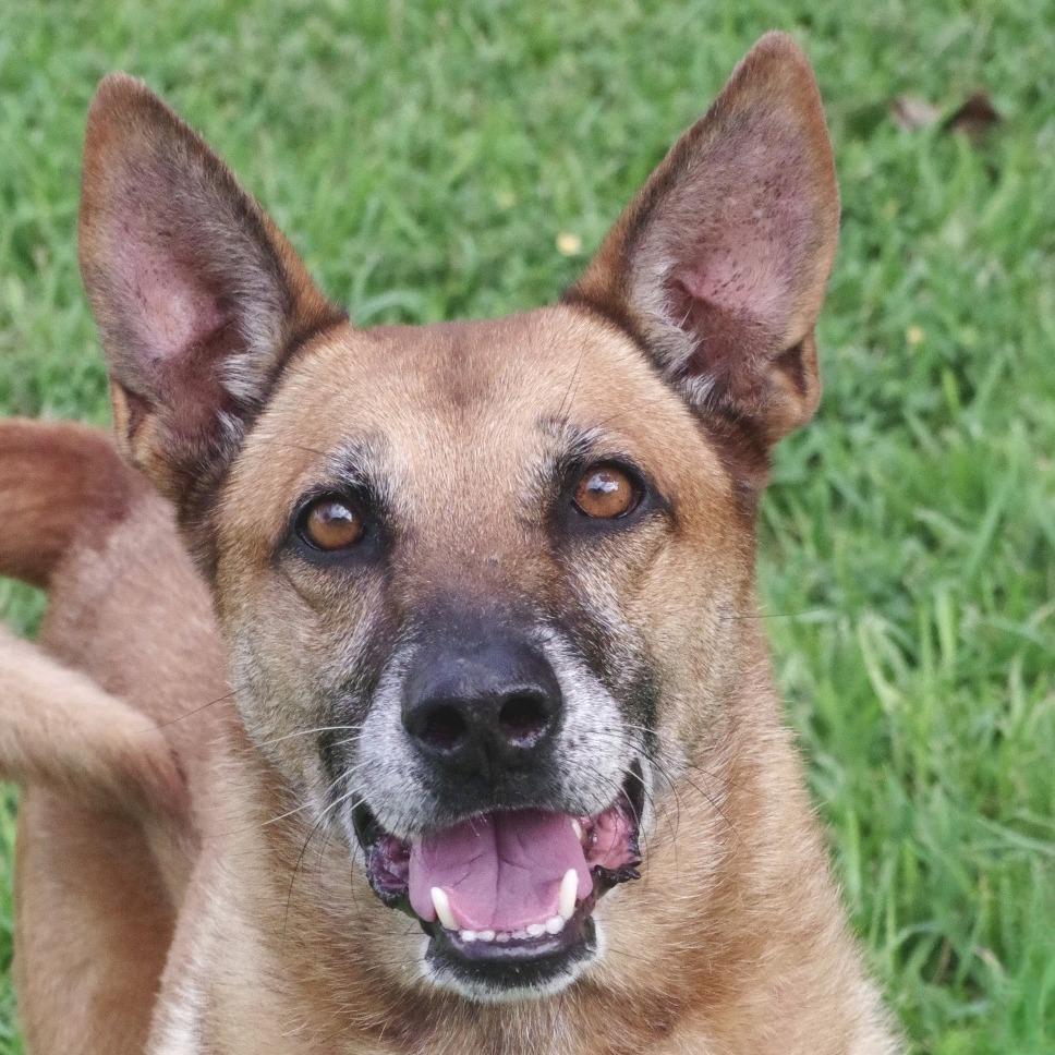 Enlarge Cati, a Adoptable mixed breed in Miami, FL image 3/6