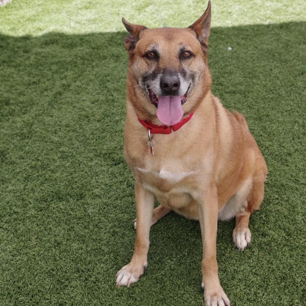 Enlarge Cati, a Adoptable mixed breed in Miami, FL image 2/6