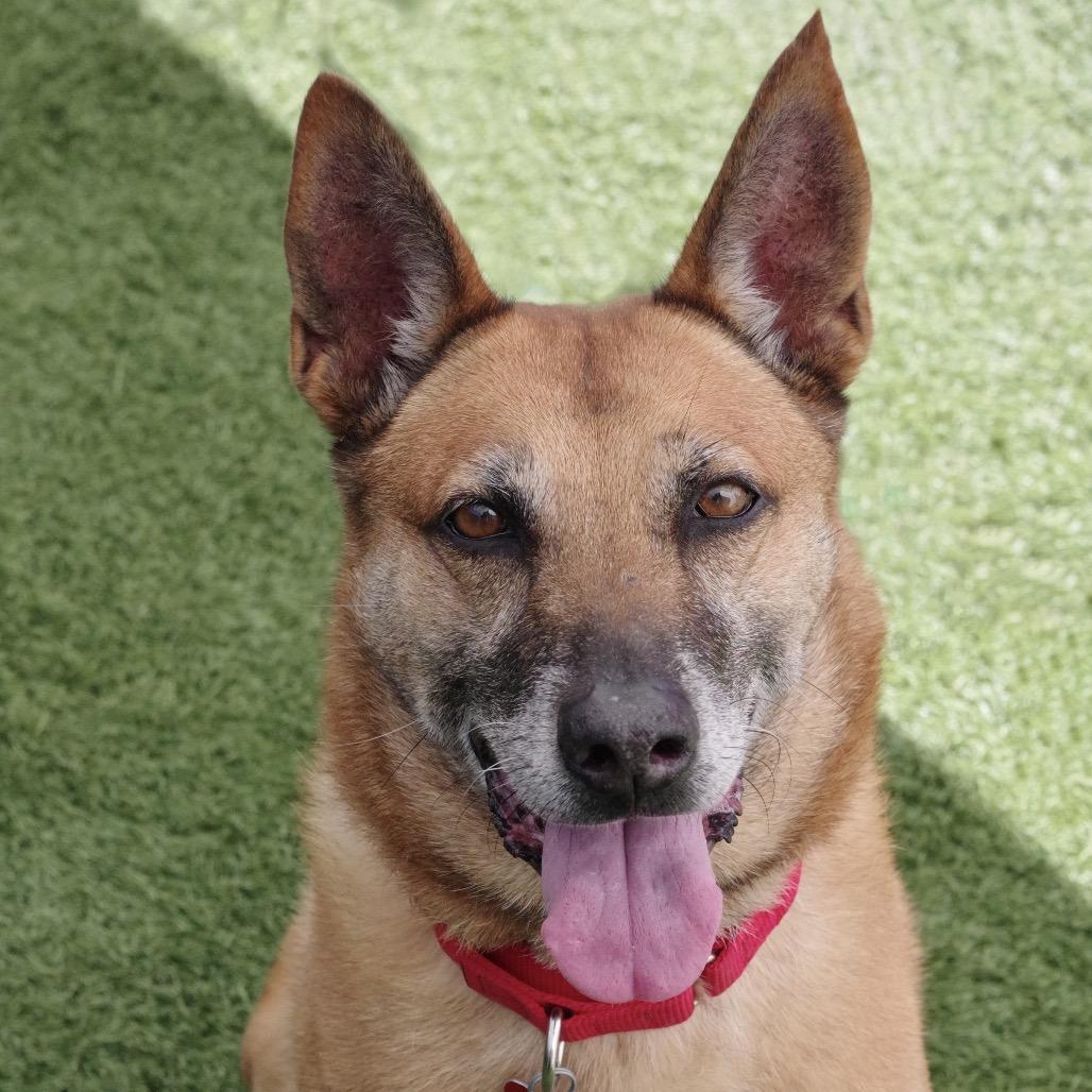 Enlarge Cati, a Adoptable mixed breed in Miami, FL image 3/6