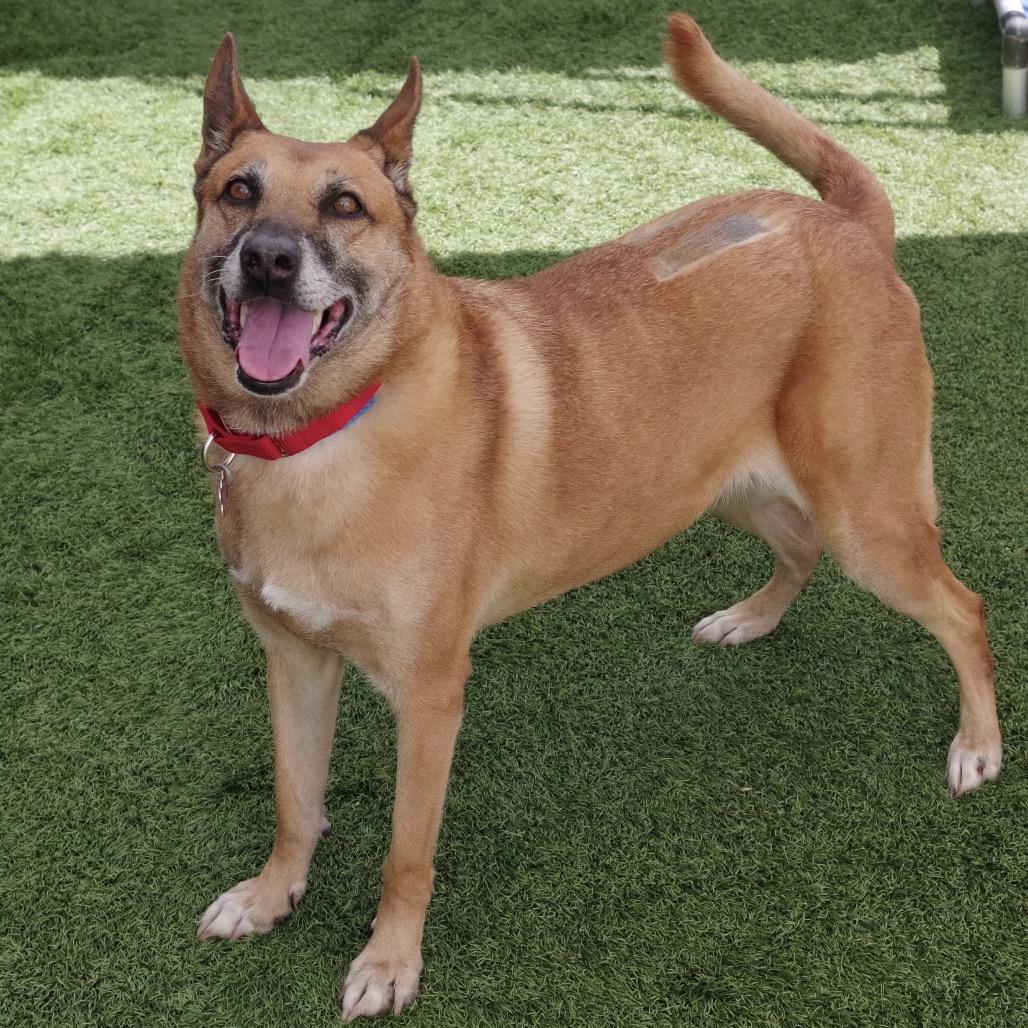 Enlarge Cati, a Adoptable mixed breed in Miami, FL image 4/6