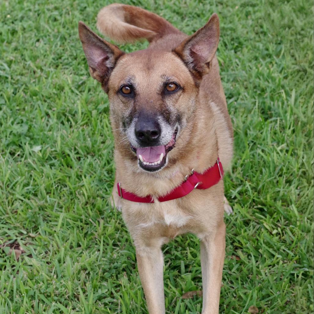 Enlarge Cati, a Adoptable mixed breed in Miami, FL image 5/6