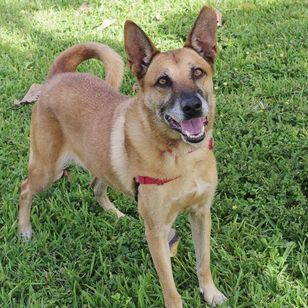 Enlarge Cati, a Adoptable mixed breed in Miami, FL image 6/6