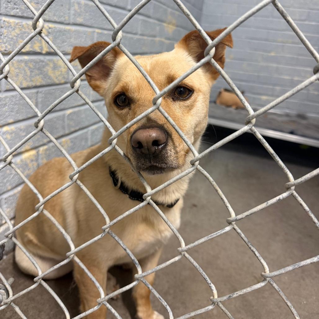 Bongo L-29-26 (Akumaru), Adoptable, Young Male Mixed Breed.