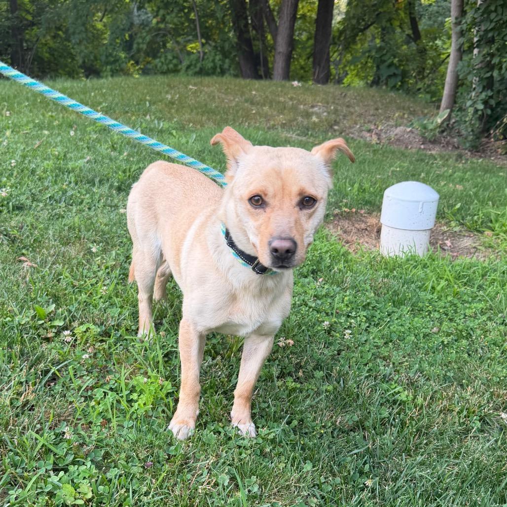 Bongo L-29-26 (Akumaru), a Adoptable Mixed Breed in Watertown, NY image 2/6