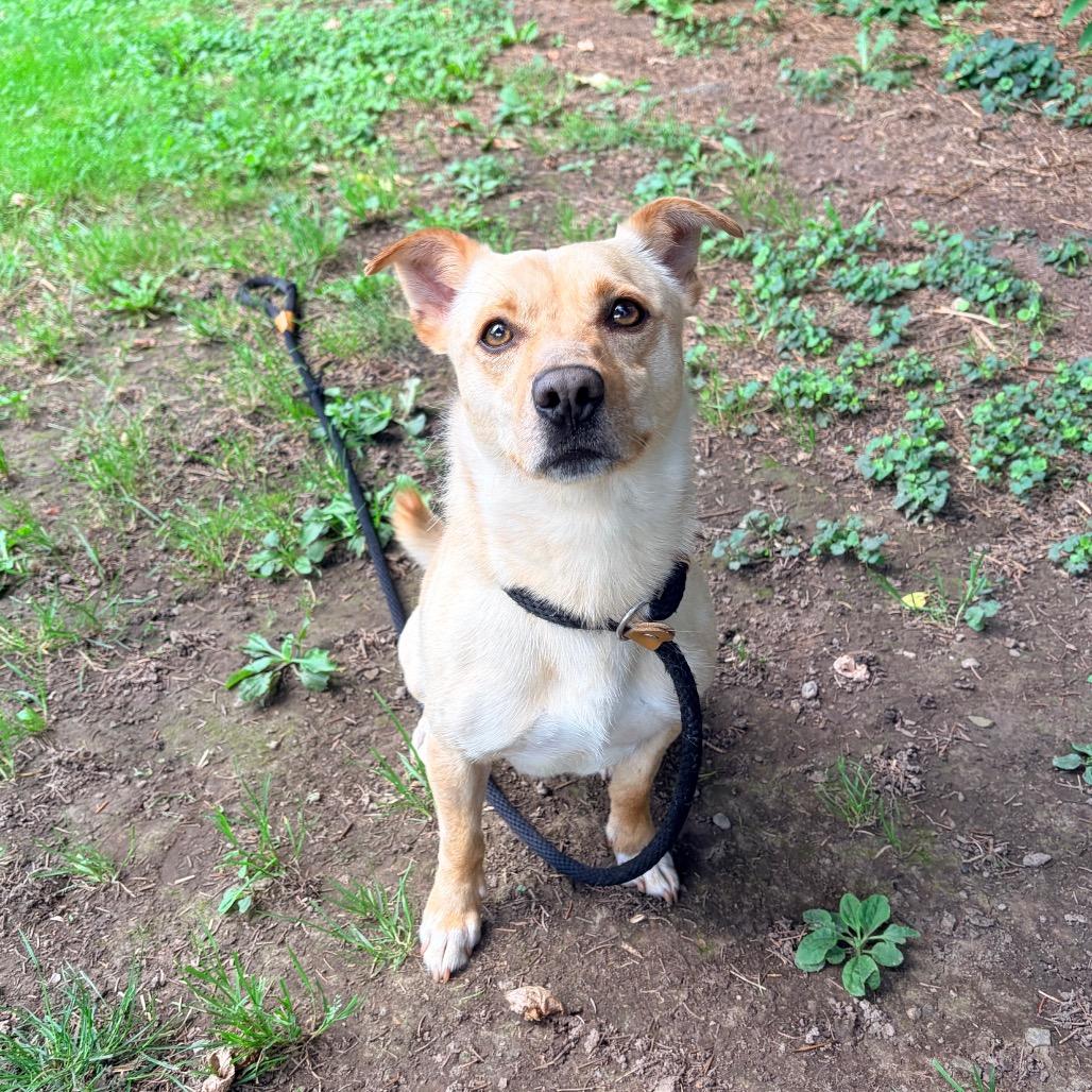 Bongo L-29-26 (Akumaru), a Adoptable Mixed Breed in Watertown, NY image 3/6