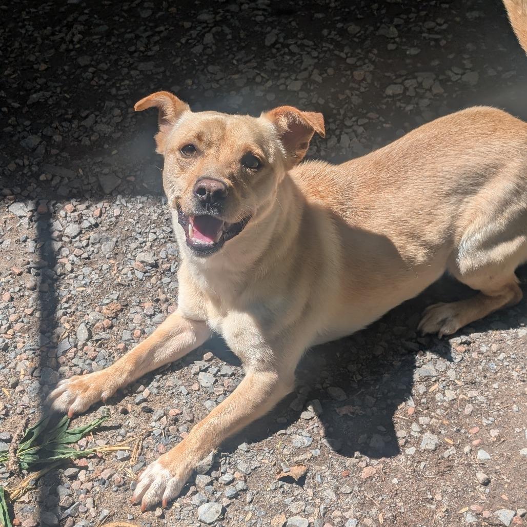 Bongo L-29-26 (Akumaru), a Adoptable Mixed Breed in Watertown, NY image 4/6