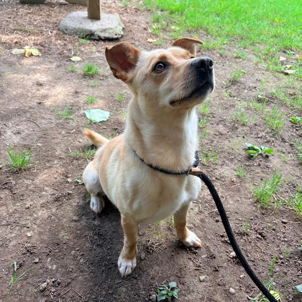 Bongo L-29-26 (Akumaru), a Adoptable Mixed Breed in Watertown, NY image 5/6