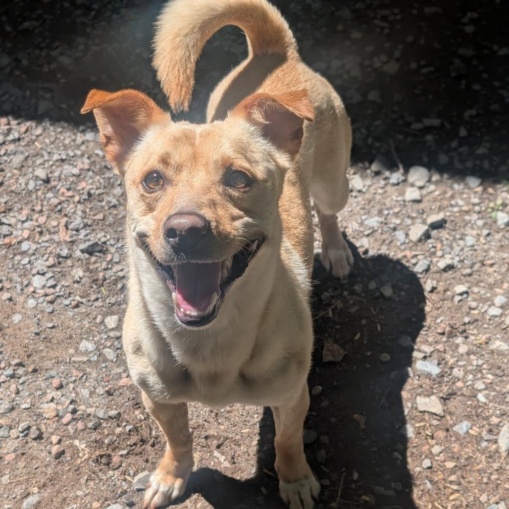Bongo L-29-26 (Akumaru), a Adoptable Mixed Breed in Watertown, NY image 6/6