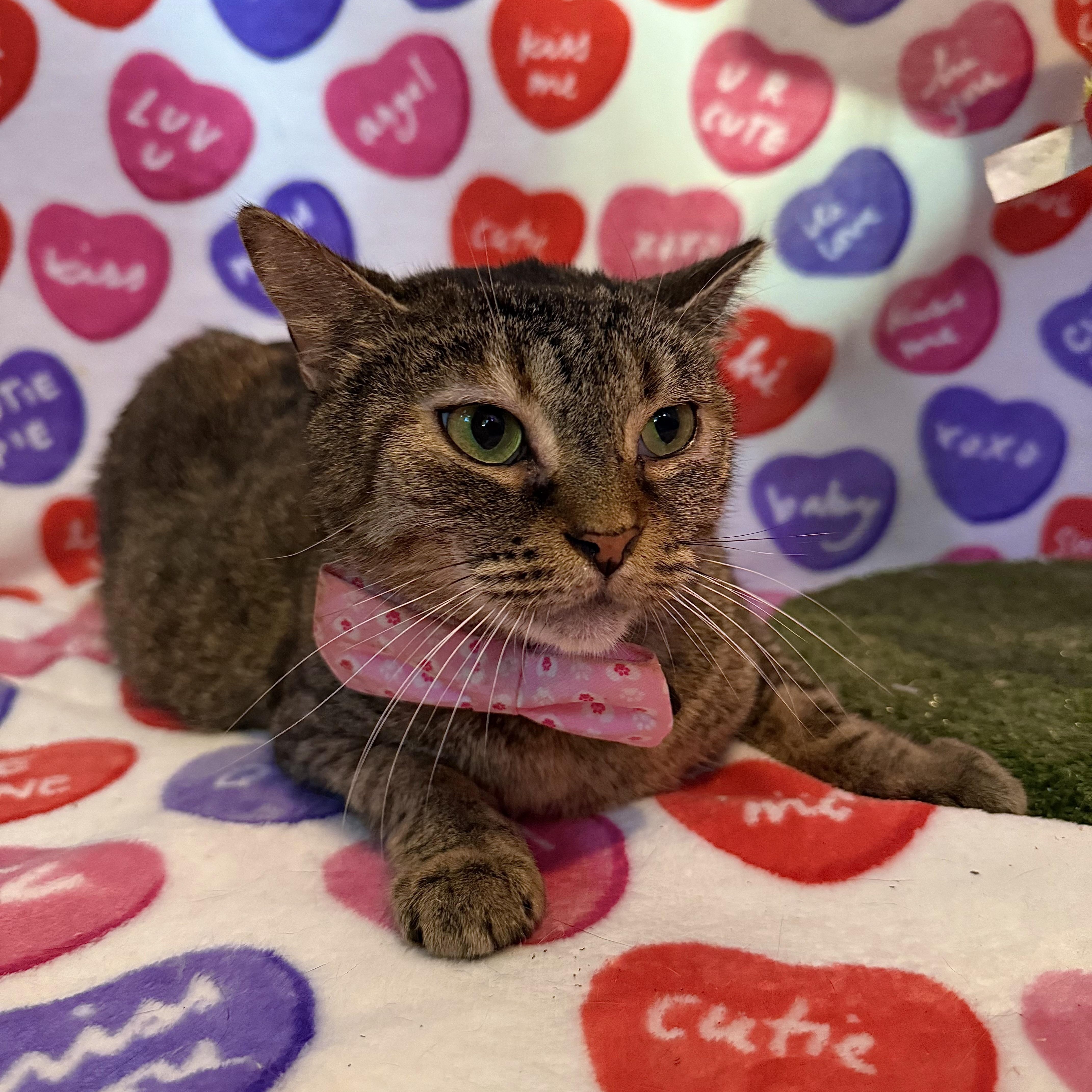 Laylani, Adoptable, Adult Female Domestic Short Hair.