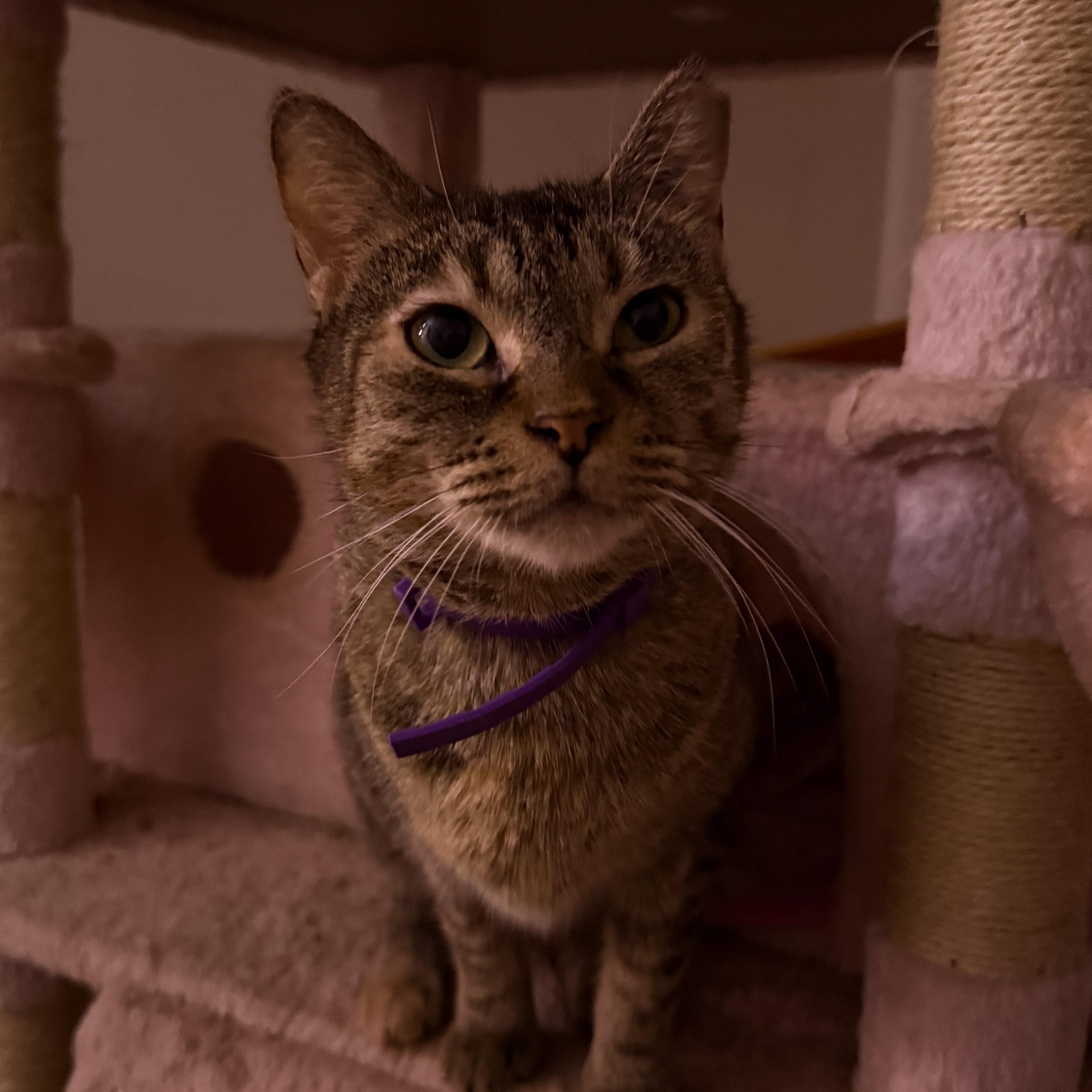 Enlarge Laylani, a Adoptable Domestic Short Hair in Vineyard Haven, MA image 5/5