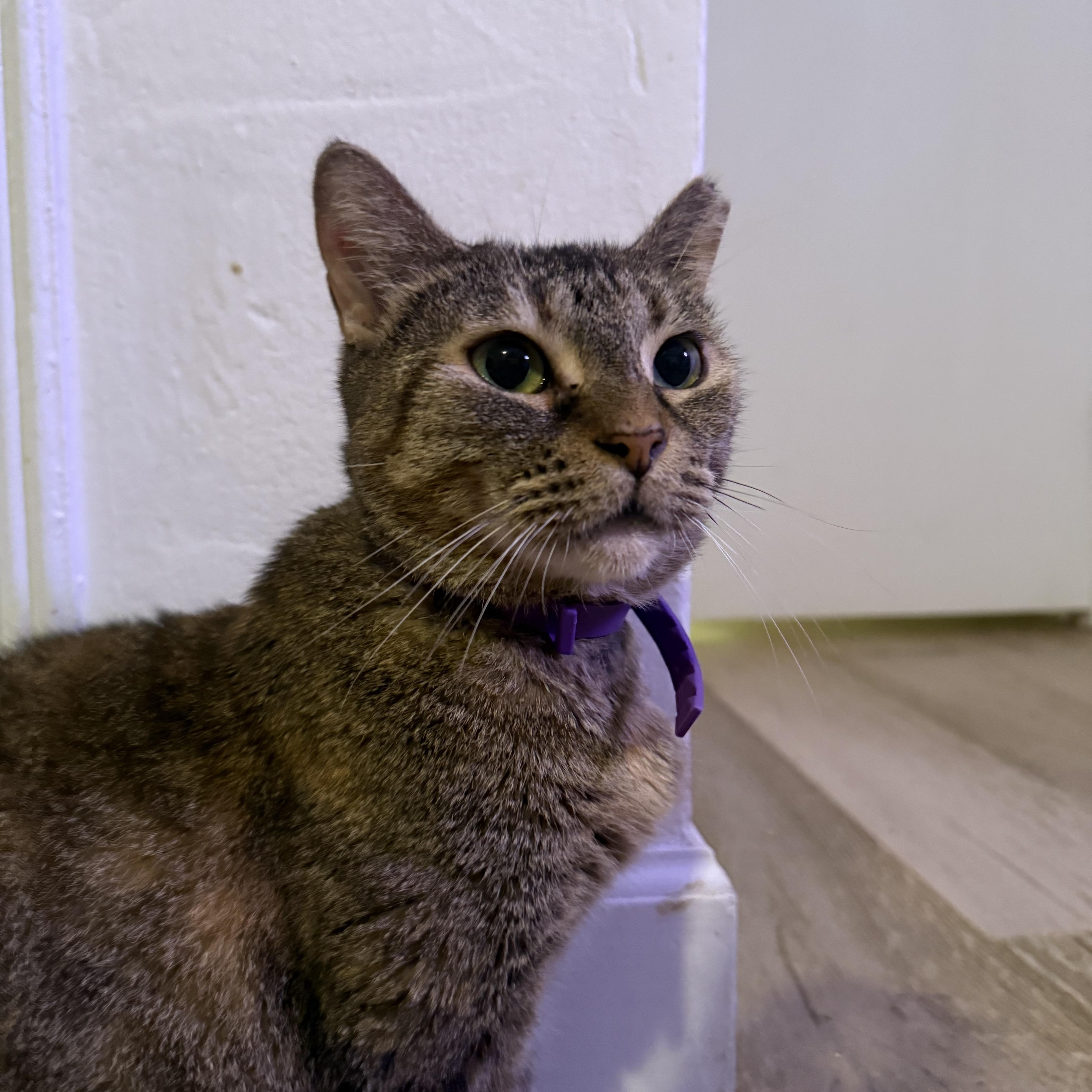 Enlarge Laylani, a Adoptable Domestic Short Hair in Vineyard Haven, MA image 4/5