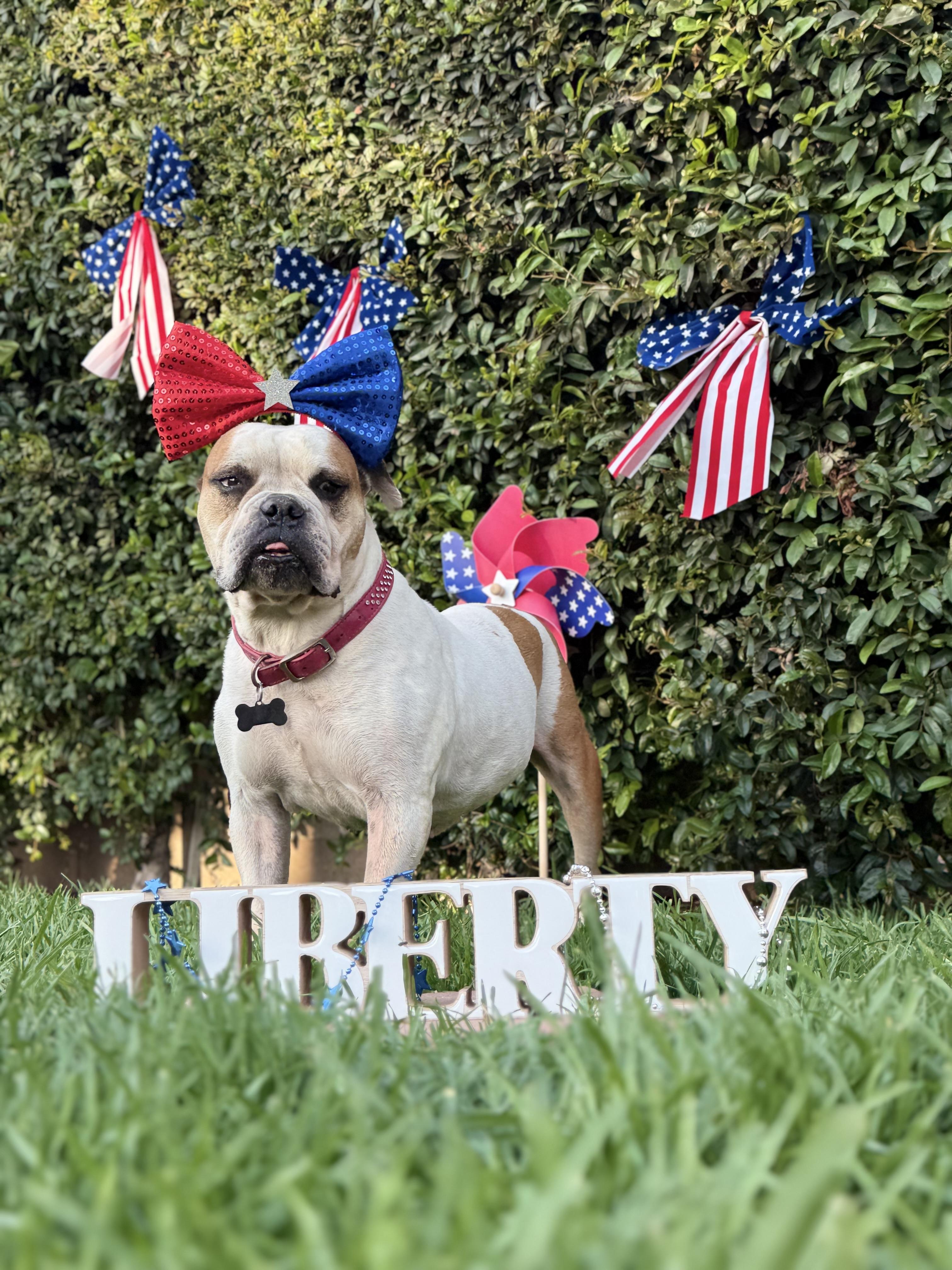 Enlarge Birdie, a Adoptable English Bulldog in Los Angeles, CA image 1/6