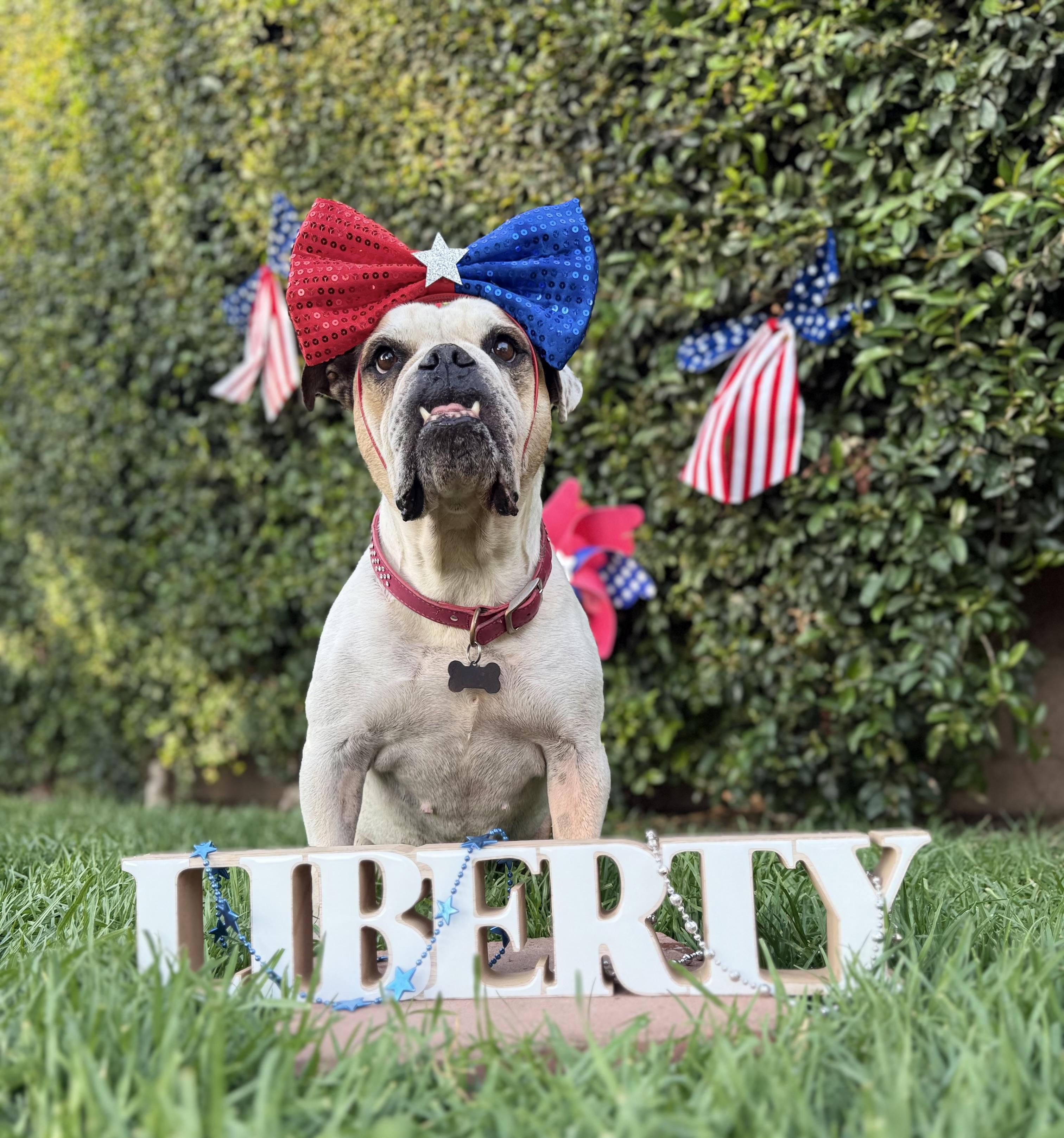 Enlarge Birdie, a Adoptable English Bulldog in Los Angeles, CA image 2/6