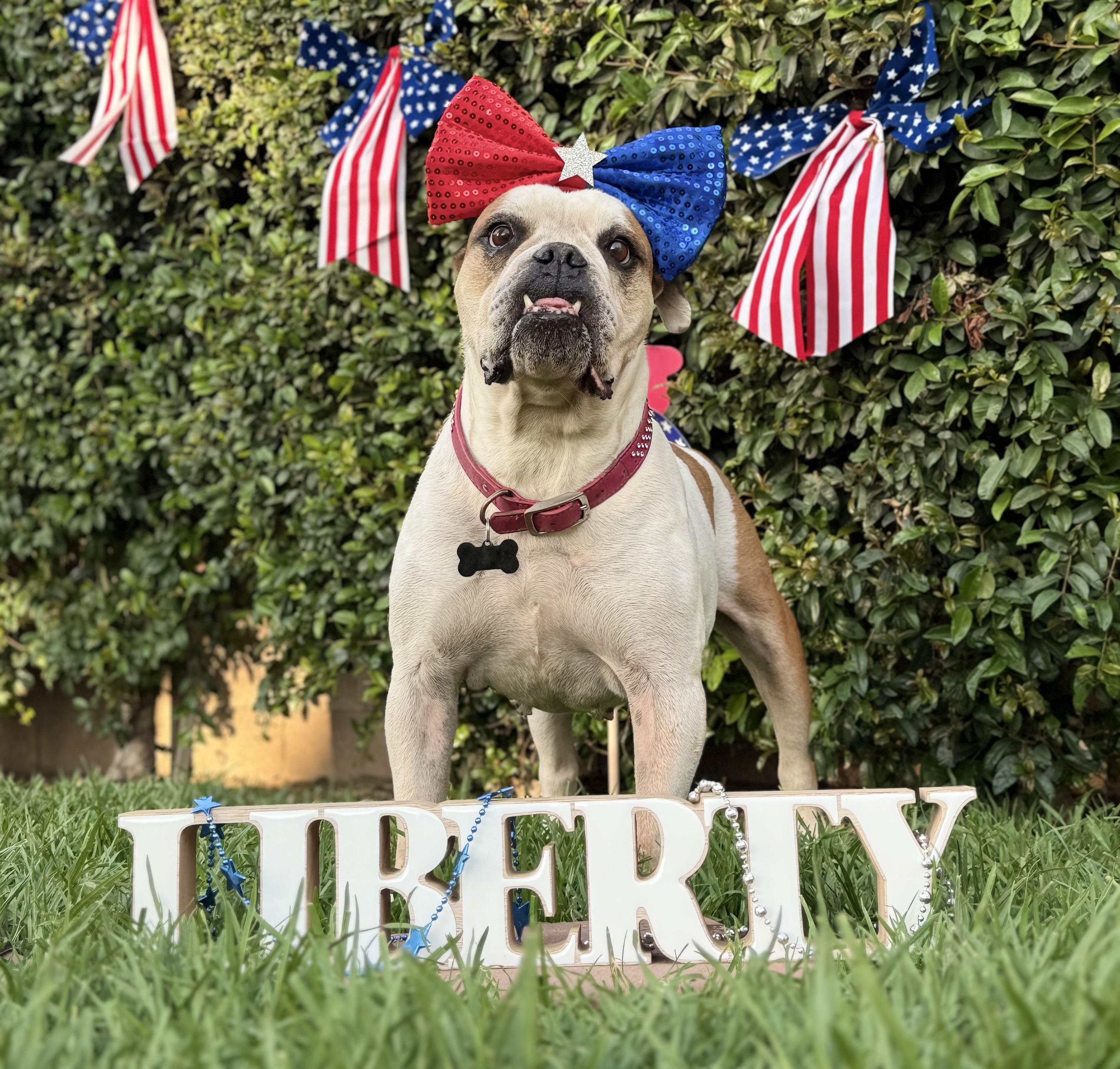 Enlarge Birdie, a Adoptable English Bulldog in Los Angeles, CA image 3/6