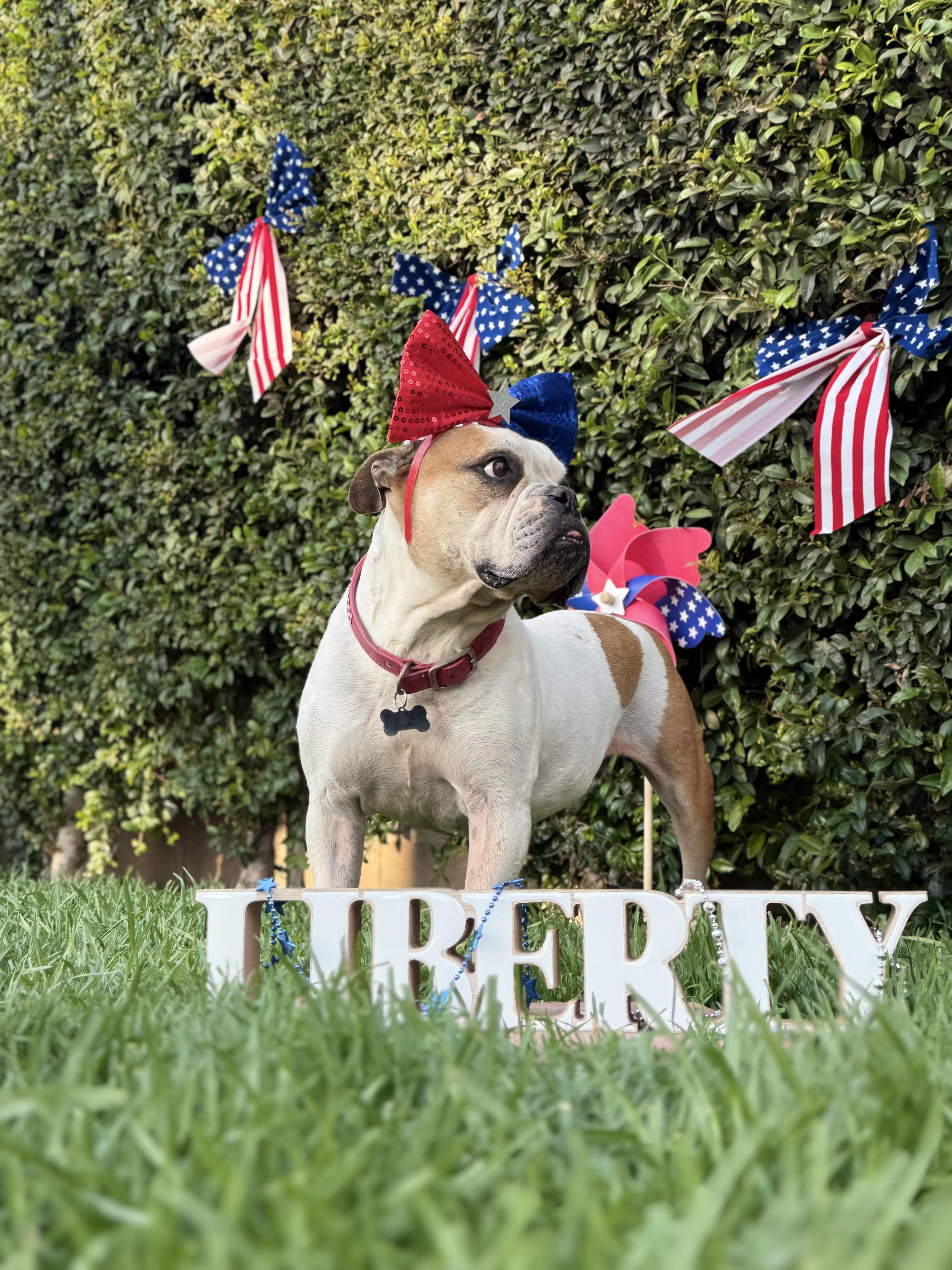 Enlarge Birdie, a Adoptable English Bulldog in Los Angeles, CA image 4/6