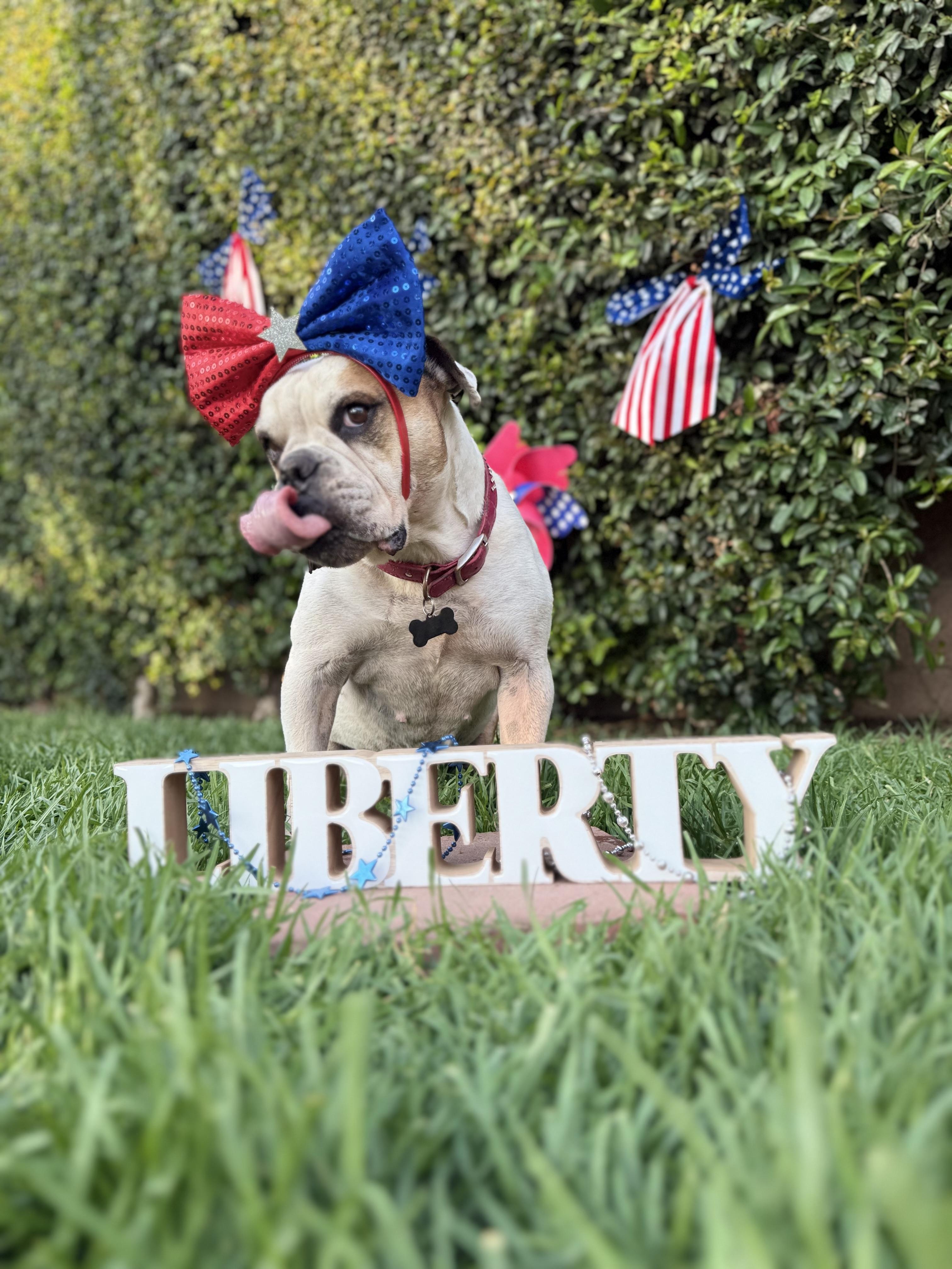 Enlarge Birdie, a Adoptable English Bulldog in Los Angeles, CA image 6/6