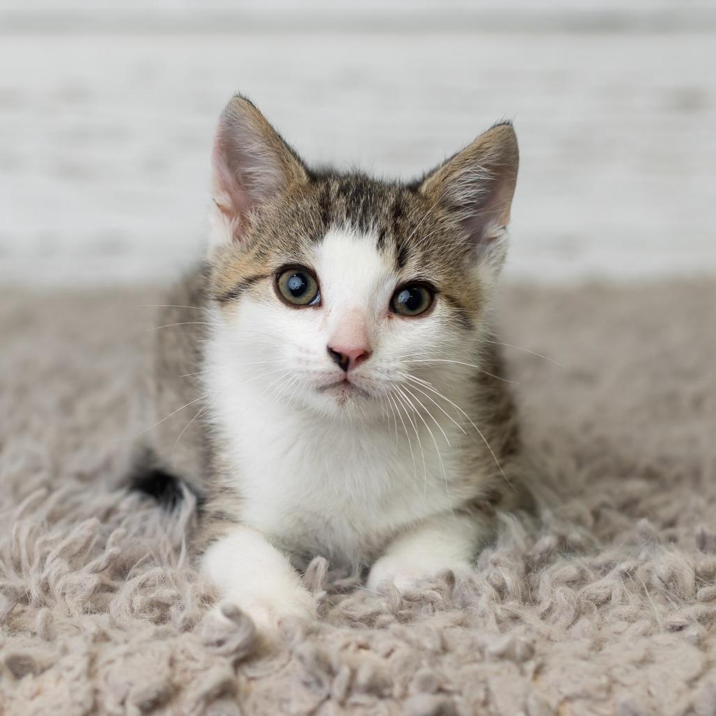 Hungry Man, Adoptable, Kitten Male Domestic Short Hair.