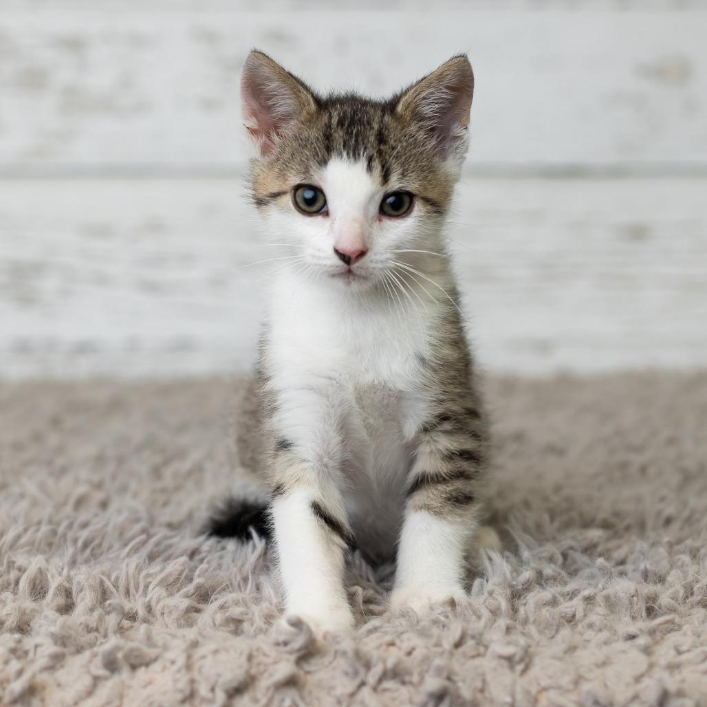 Enlarge Hungry Man, a Adoptable Domestic Short Hair in St. Paul, MN image 2/6