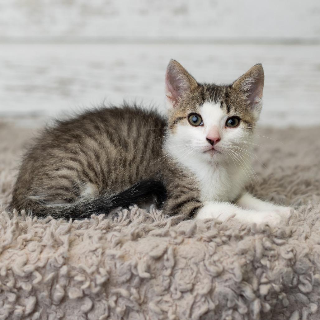 Enlarge Hungry Man, a Adoptable Domestic Short Hair in St. Paul, MN image 3/6