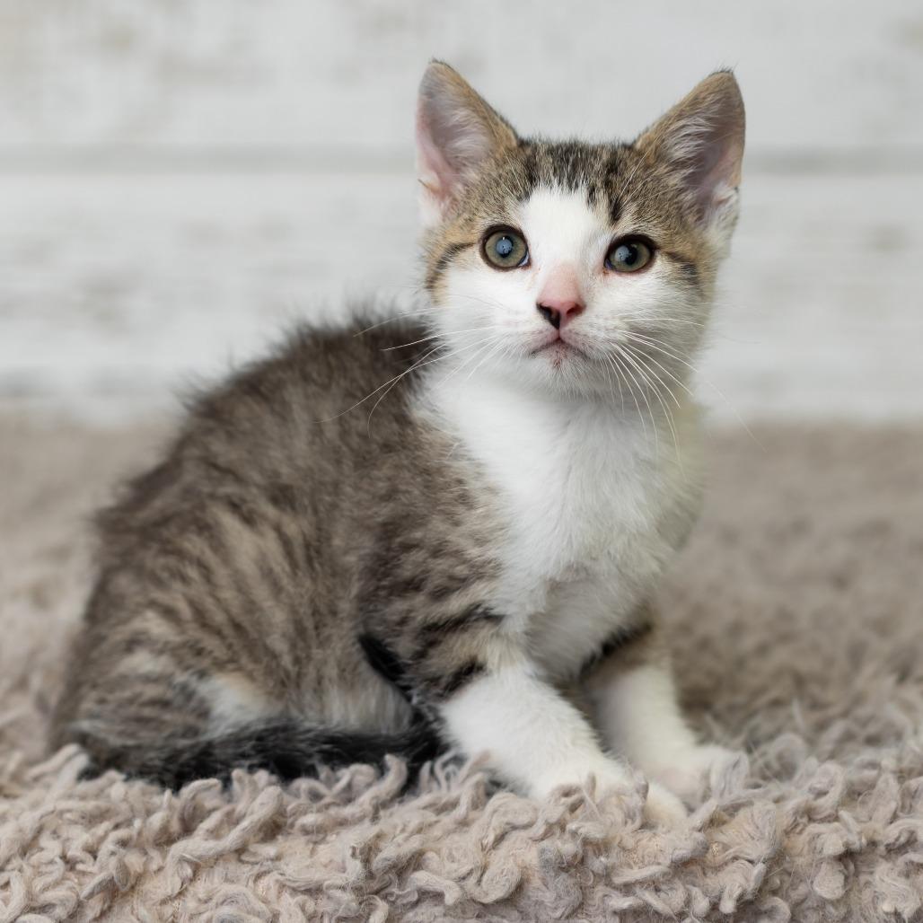 Enlarge Hungry Man, a Adoptable Domestic Short Hair in St. Paul, MN image 4/6
