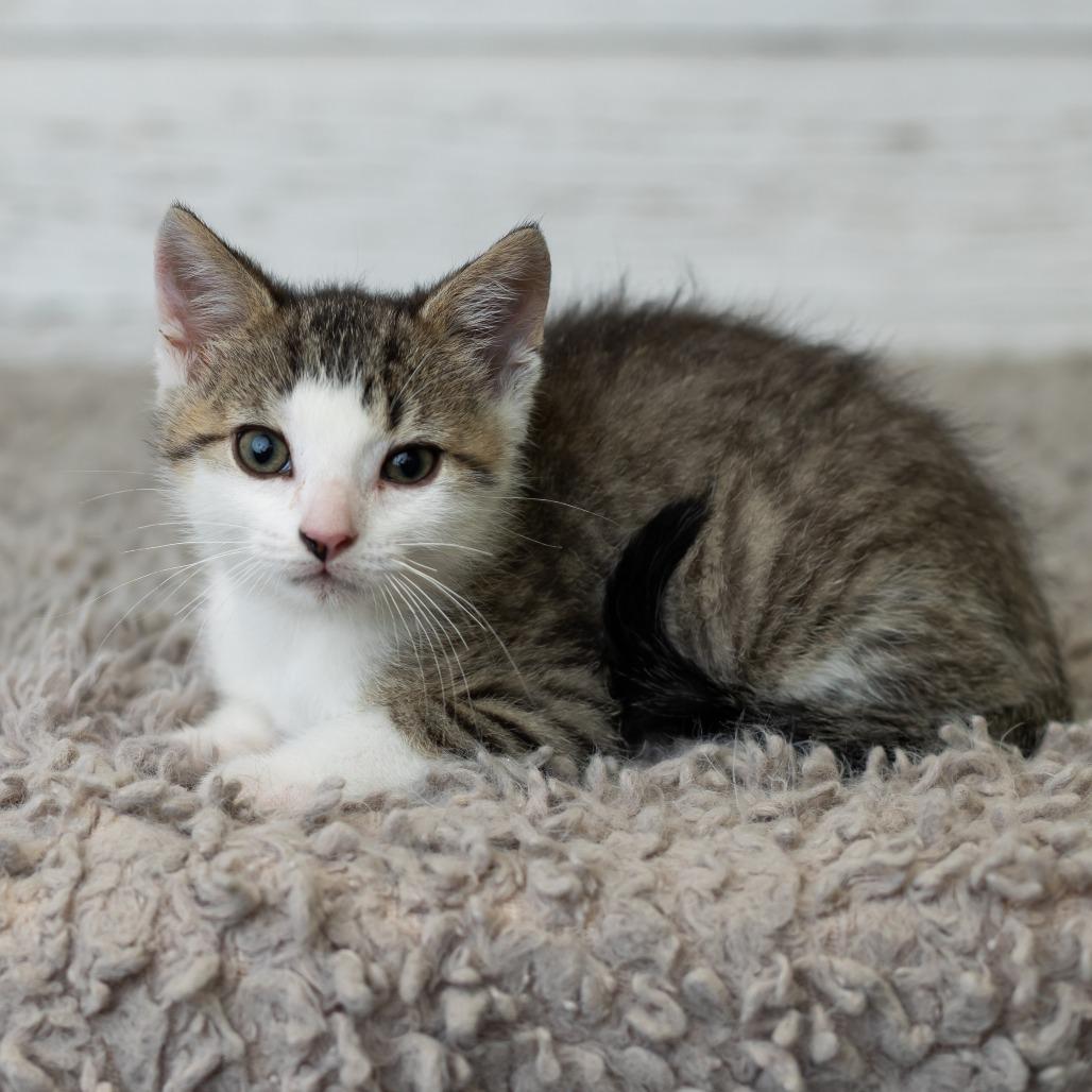 Enlarge Hungry Man, a Adoptable Domestic Short Hair in St. Paul, MN image 5/6