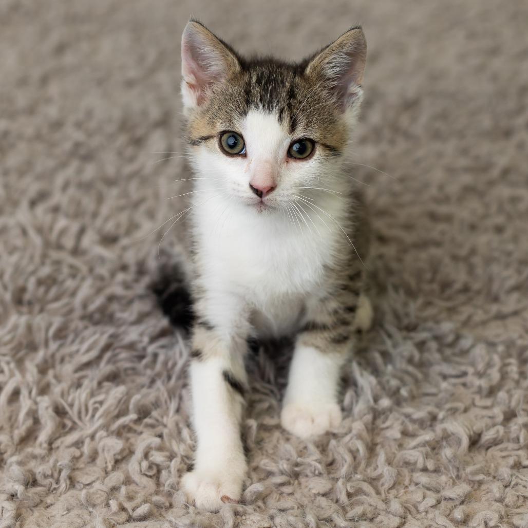 Enlarge Hungry Man, a Adoptable Domestic Short Hair in St. Paul, MN image 6/6