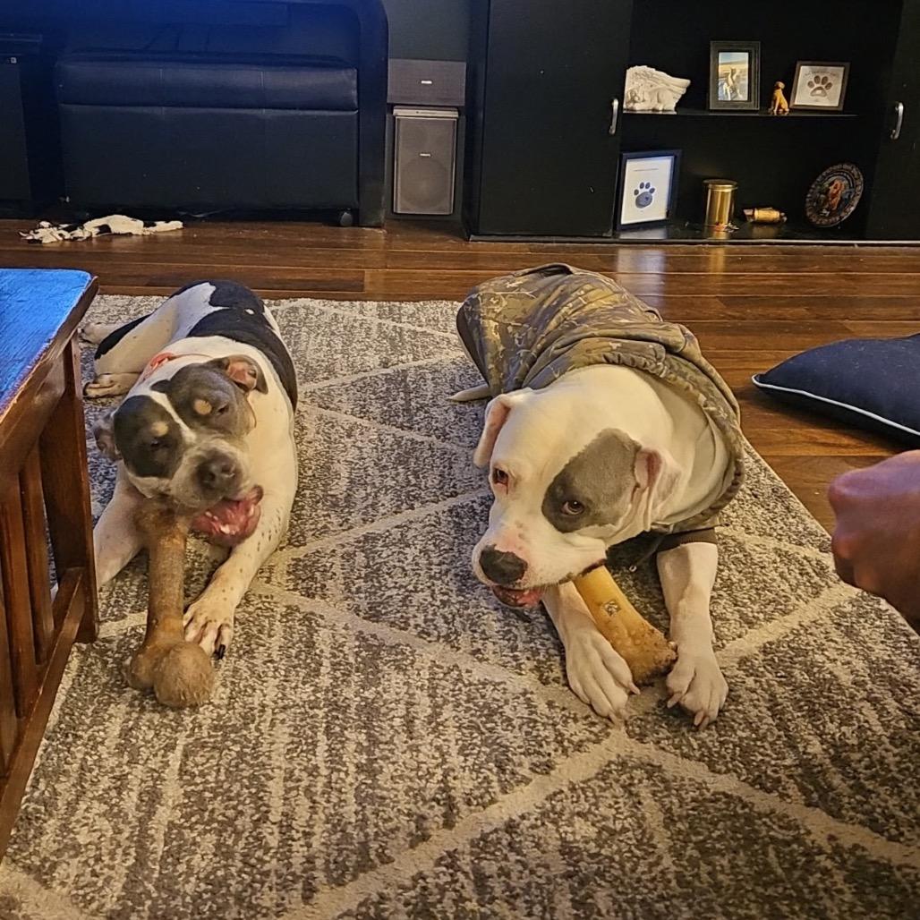 Snowbunny, Adoptable, Adult Female Pit Bull Terrier.