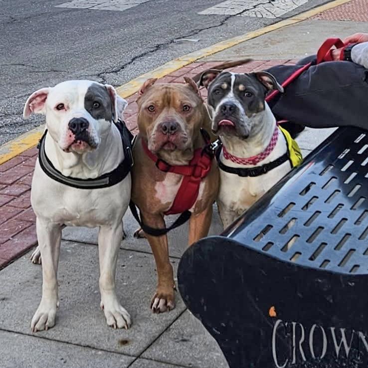 Enlarge Snowbunny, a Adoptable Pit Bull Terrier in Valparaiso, IN image 2/6