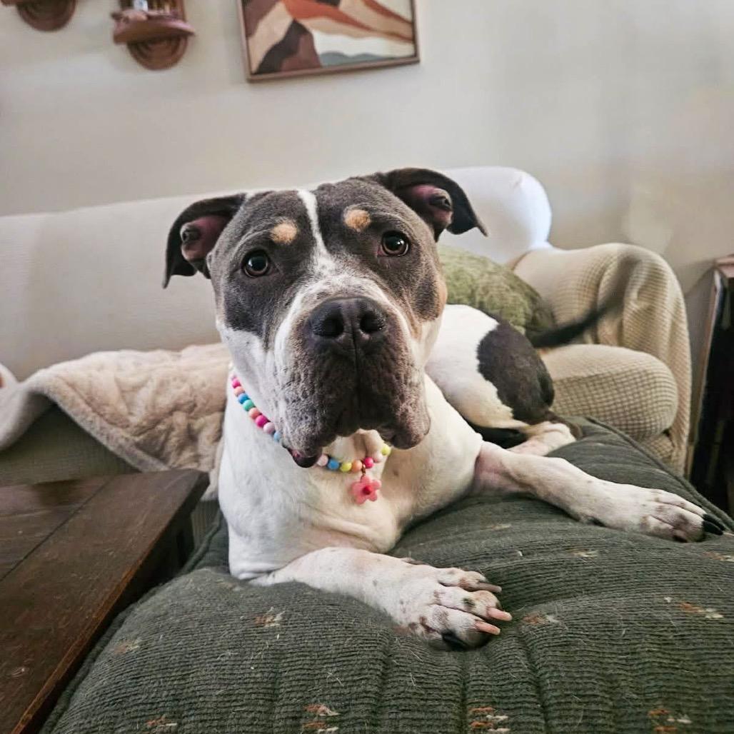 Enlarge Snowbunny, a Adoptable Pit Bull Terrier in Valparaiso, IN image 3/6