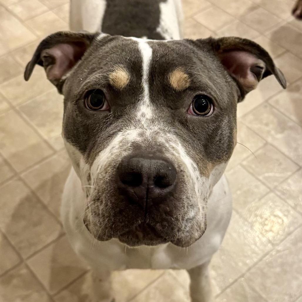 Enlarge Snowbunny, a Adoptable Pit Bull Terrier in Valparaiso, IN image 6/6