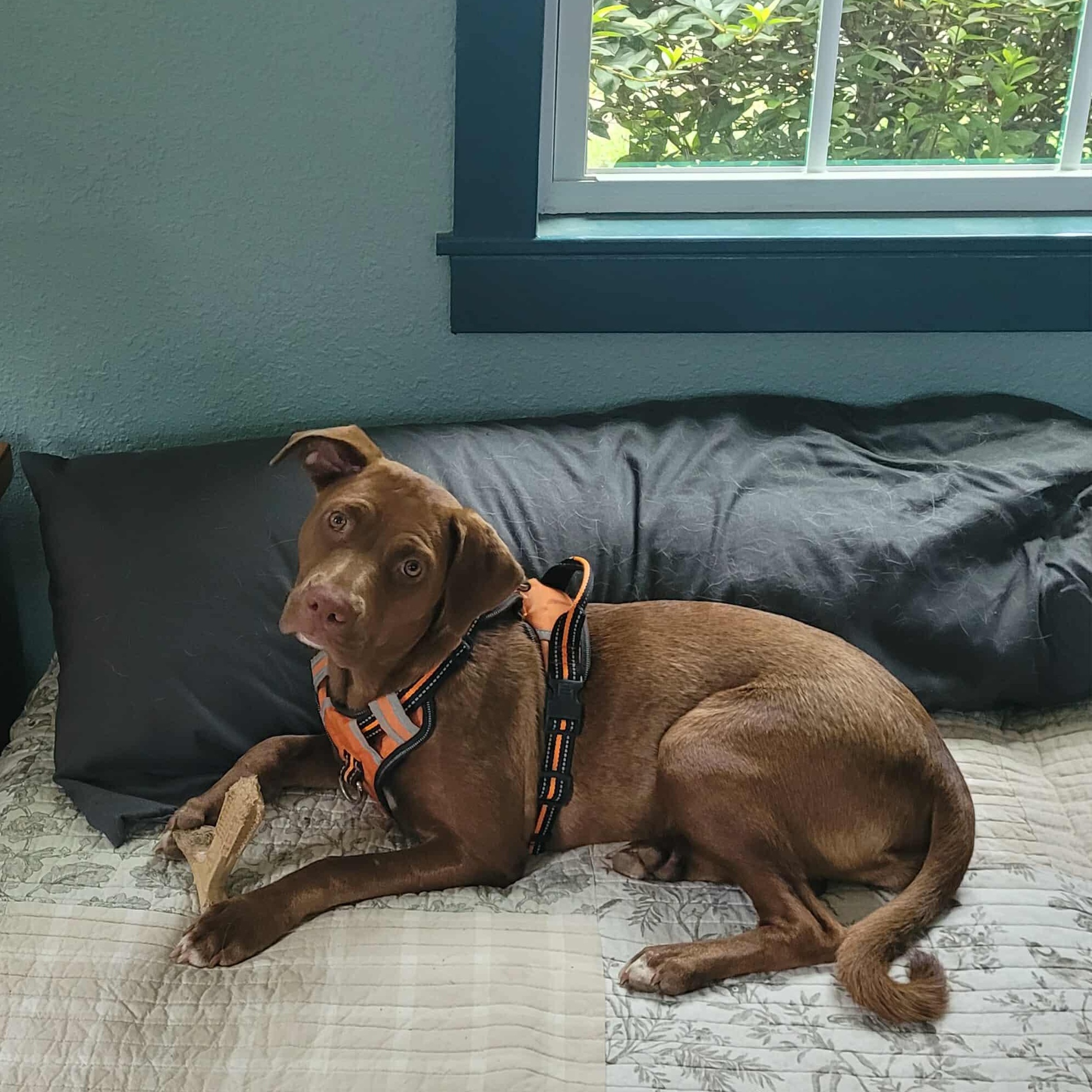 Zoey, a Adoptable mixed breed in Blairstown, NJ image 4/6