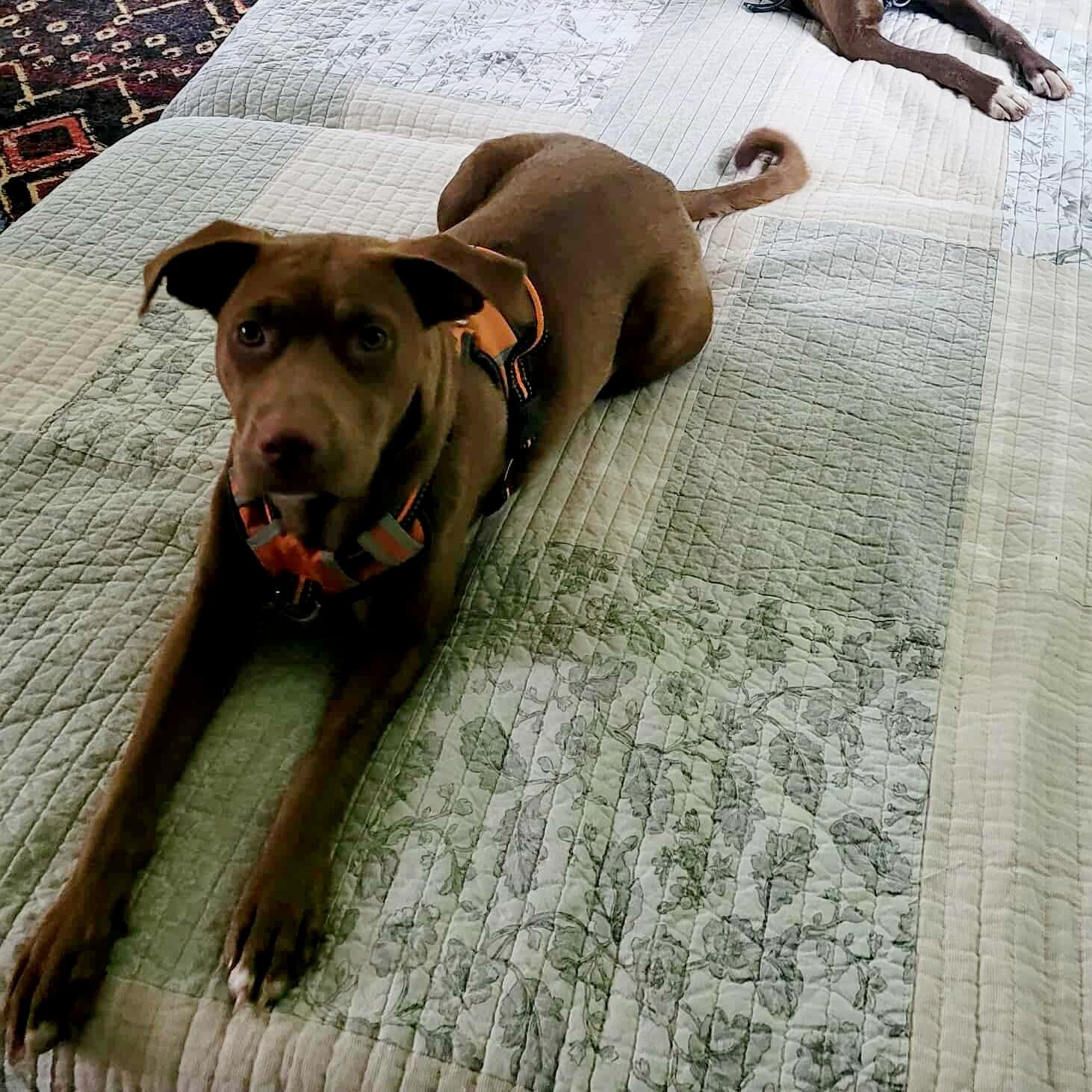 Zoey, a Adoptable mixed breed in Blairstown, NJ image 3/6