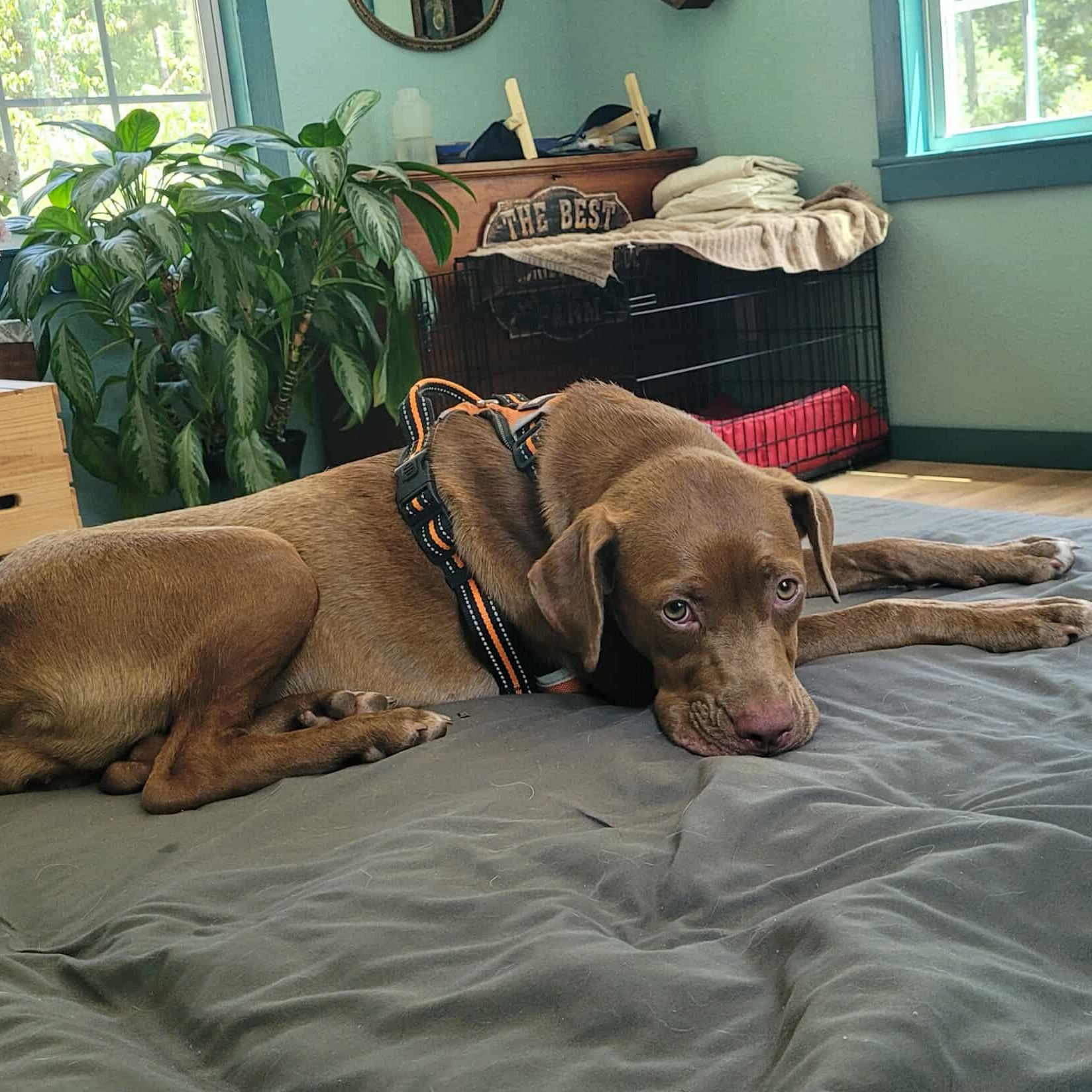 Zoey, Adoptable, Puppy Female Labrador Retriever & Mixed Breed.