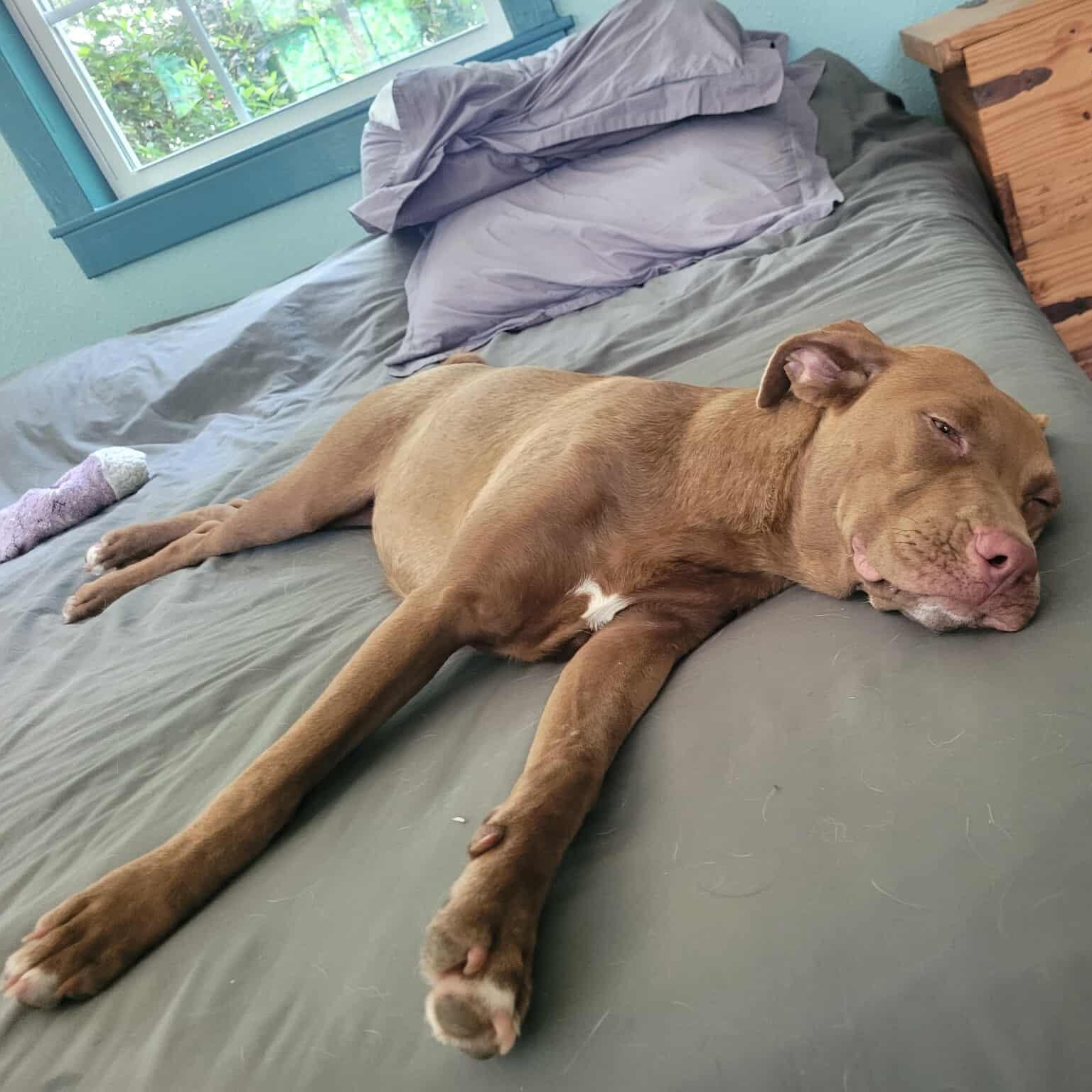 Zoey, a Adoptable mixed breed in Blairstown, NJ image 6/6