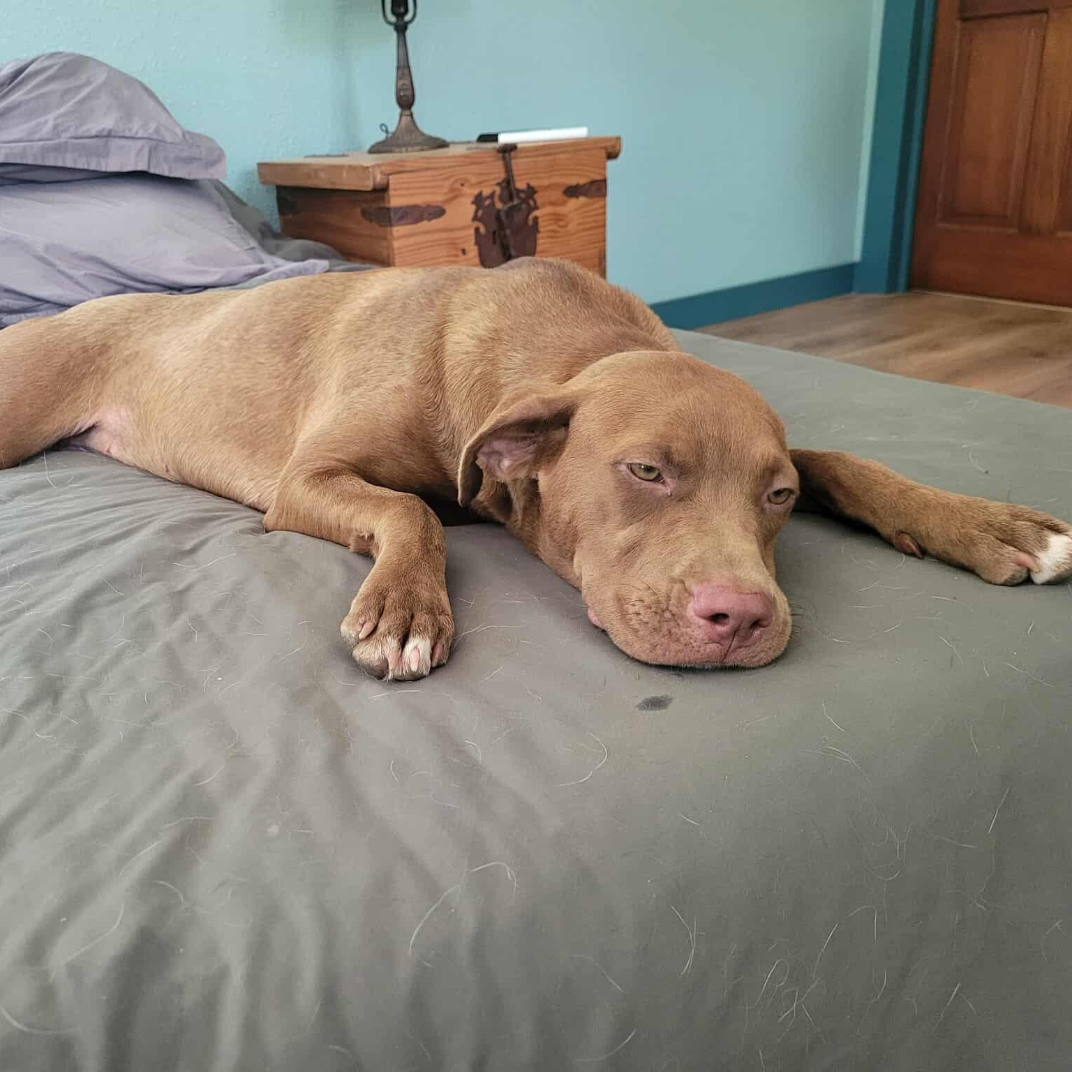 Zoey, a Adoptable mixed breed in Blairstown, NJ image 2/6