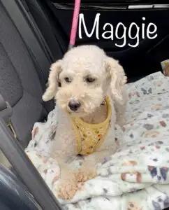 Enlarge Ms. Maggie IA/MN, an adopted Miniature Poodle in Albert Lea, MN image 2/2