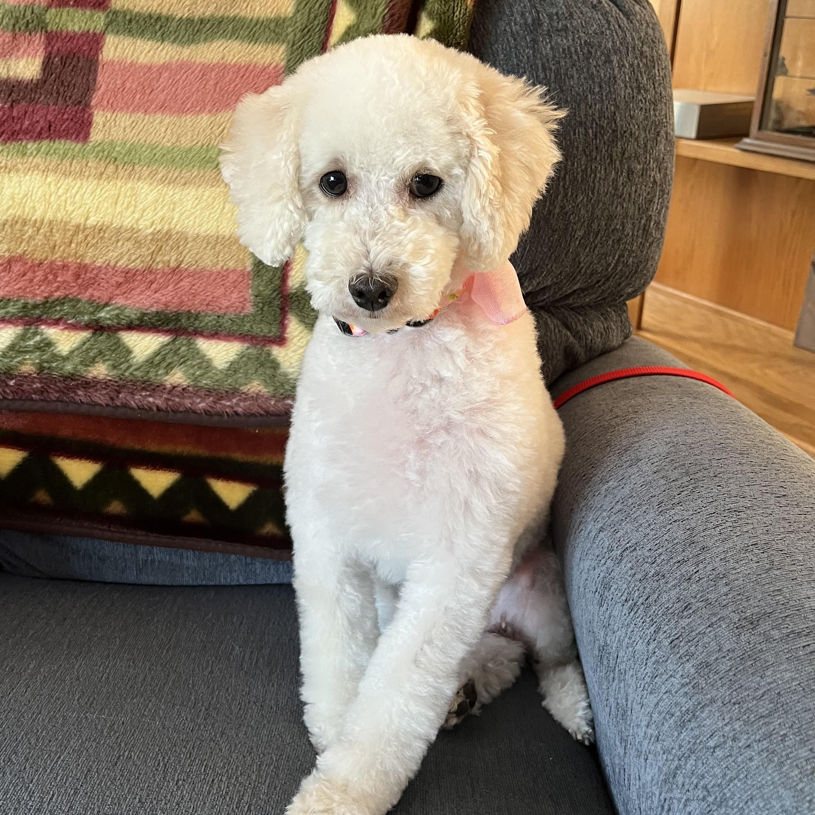 Ms. Maggie IA/MN, adopted, Adult Female Miniature Poodle.
