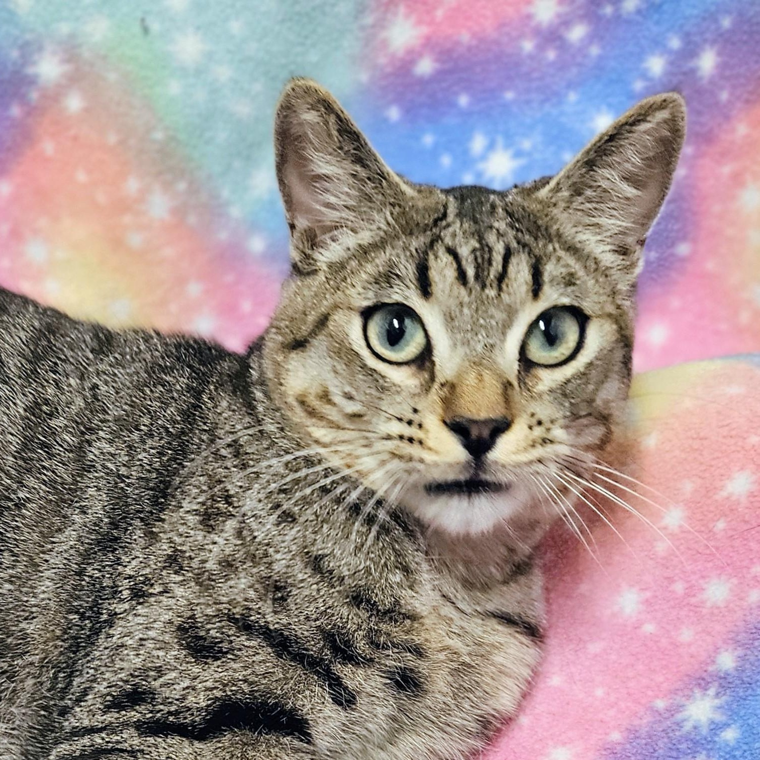 Oscar - Rancho Cucamonga PetSmart, adopted, Kitten Male Domestic Short Hair.