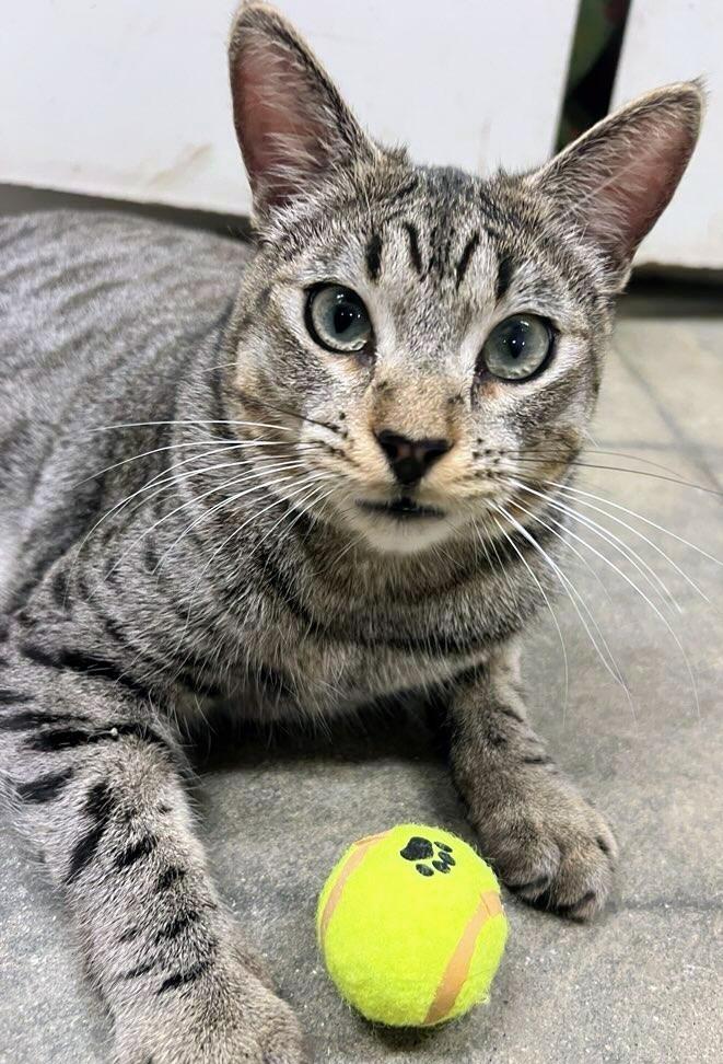 Oscar - Rancho Cucamonga PetSmart, an adopted Domestic Short Hair in Rancho Cucamonga, CA image 2/4